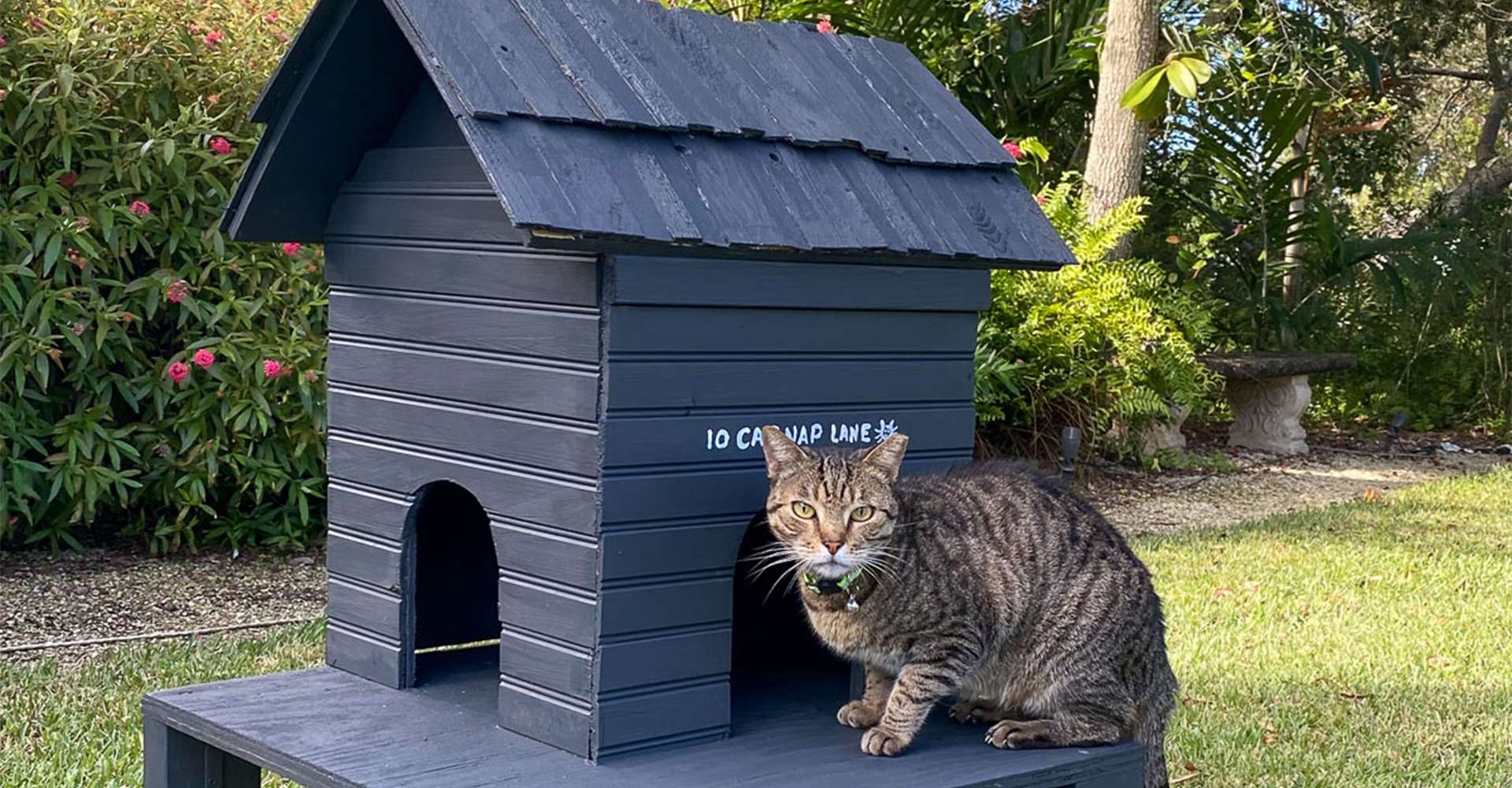 Outdoor cat shop hutch