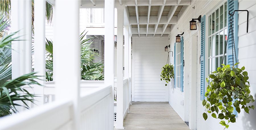 Hanging Plants