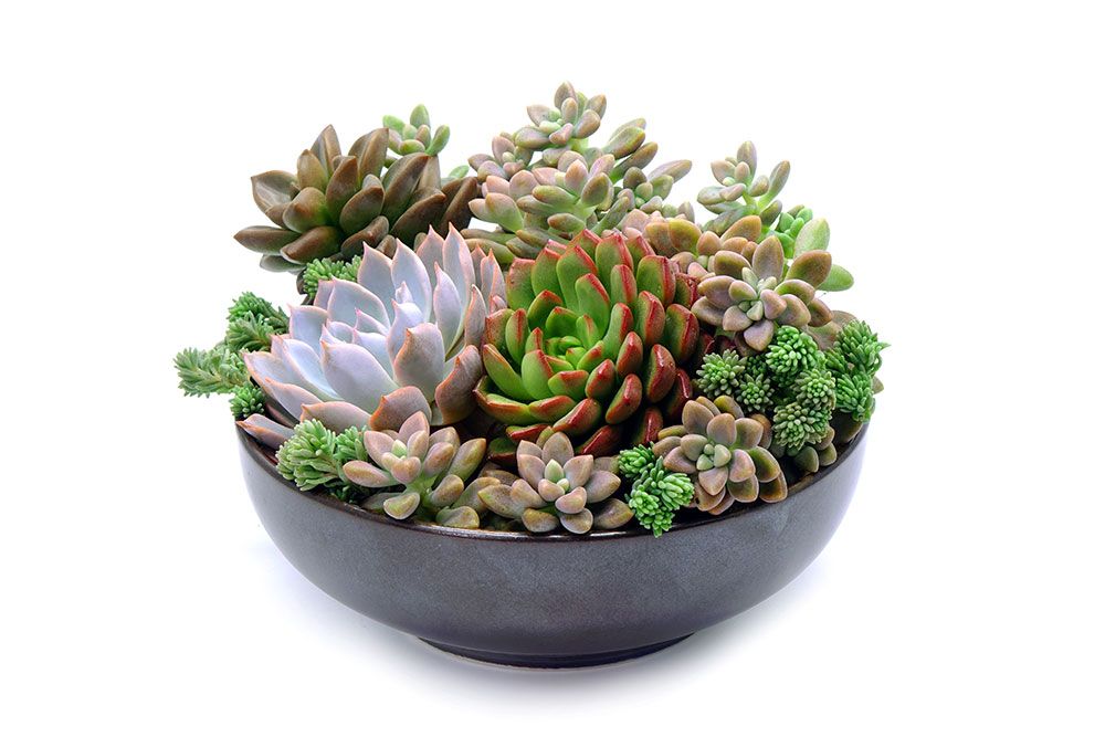 Succulents for floating shelf