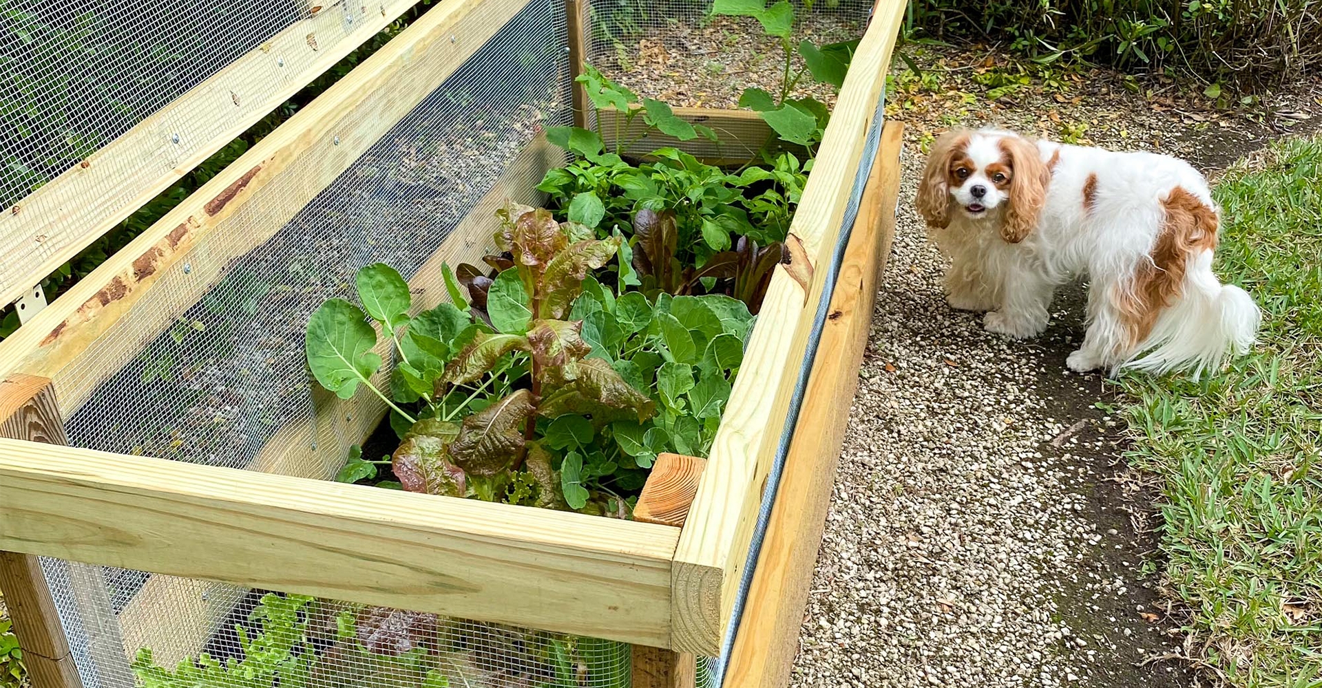 Vegetable Garden Bed