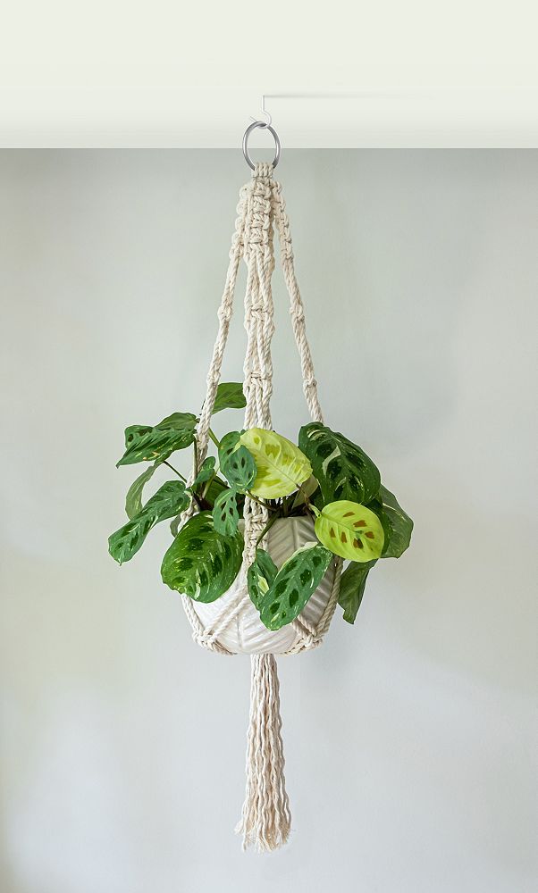 Vignette Image for Plant Hanger Hardware Kit